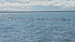 Melanitta perspicillata