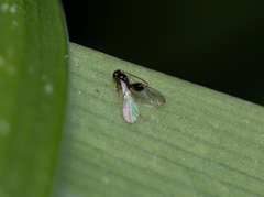 Opiinae