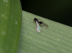 Opiinae
