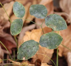 Lathyrus ochroleucus