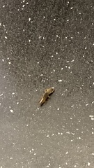 Gryllotalpa orientalis