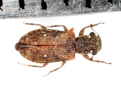Zopheridae