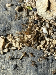 Pheidole tepicana