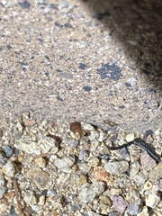 Pheidole tepicana