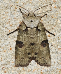 Lithophane querquera