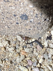 Pheidole tepicana