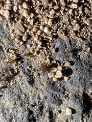 Pheidole tepicana