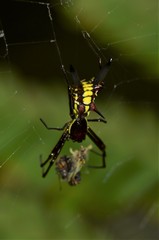 Micrathena pichincha