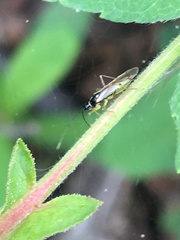 Tupiocoris