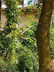 Magnoliopsida