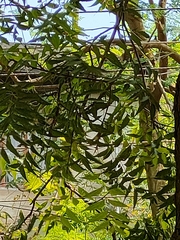 Magnoliopsida