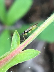 Tupiocoris