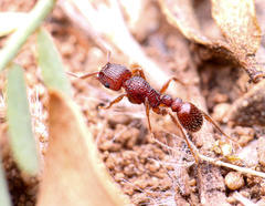 Tetramorium hispidum