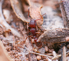 Tetramorium hispidum