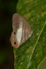 Pareuptychia binocula
