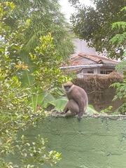 Semnopithecus vetulus