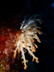 Chironephthya