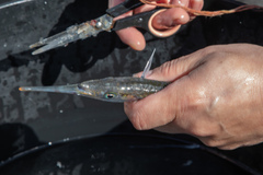 Hyporhamphus ihi