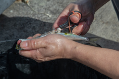 Hyporhamphus ihi