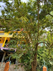 Nyctanthes arbor-tristis