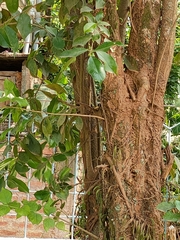 Nyctanthes arbor-tristis