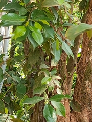 Nyctanthes arbor-tristis