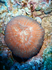 Lobophyllia vitiensis