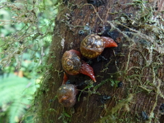 Apothapsia thomensis