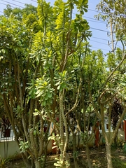 Euphorbia neriifolia