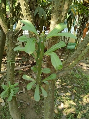 Euphorbia neriifolia