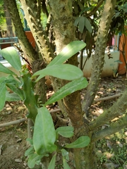 Euphorbia neriifolia