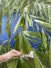 Caryota urens