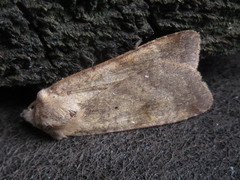 Diarsia canescens