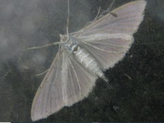 Palpita nigropunctalis