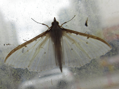 Palpita nigropunctalis