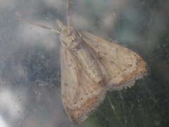 Udea ferrugalis