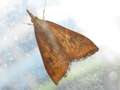 Udea ferrugalis