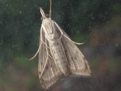 Udea ferrugalis