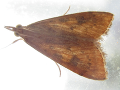 Udea ferrugalis