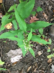 Solidago curtisii
