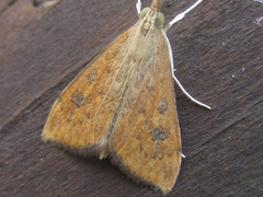 Udea ferrugalis