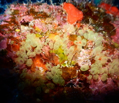 Perophora modificata