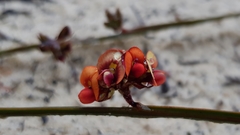 Daviesia alata