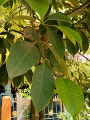 Garcinia morella