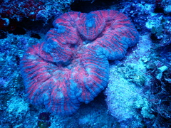 Lobophyllia vitiensis