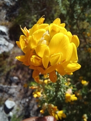 Aspalathus excelsa