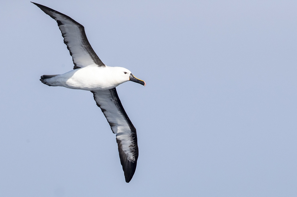 Indian Yellow-Nosed Albatross