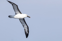 Indian Yellow-Nosed Albatross photo 1
