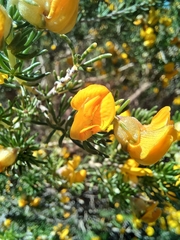 Aspalathus excelsa