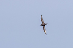 Pterodroma macroptera